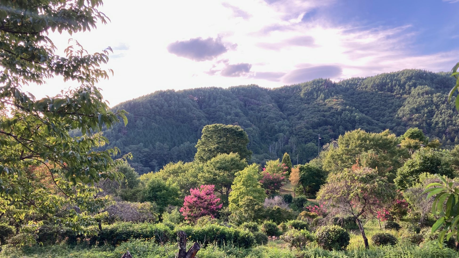 夏のポレポレの丘に広がる緑と山の風景