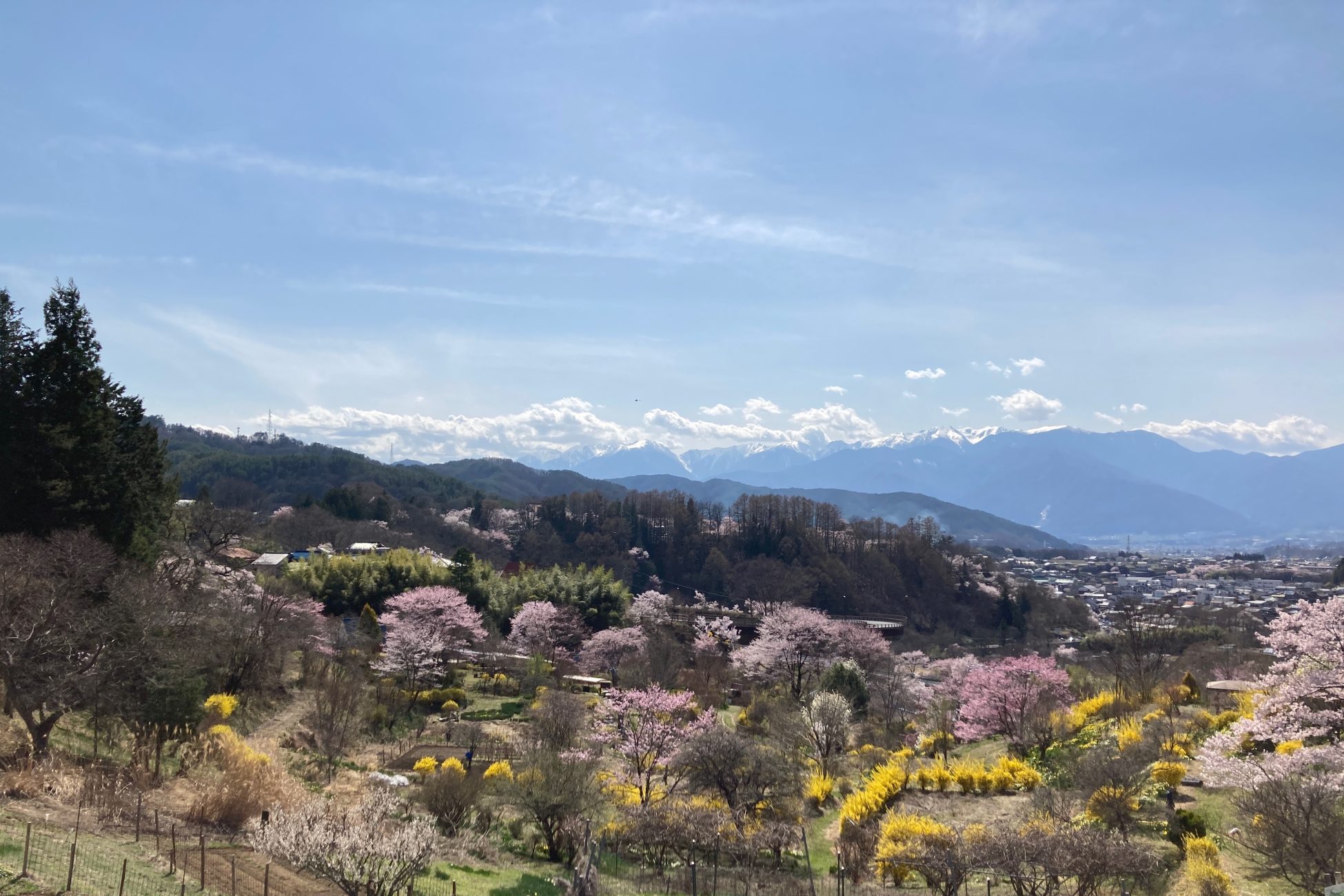 春の高遠に咲く桜と町並み、その向こうに広がる山々
